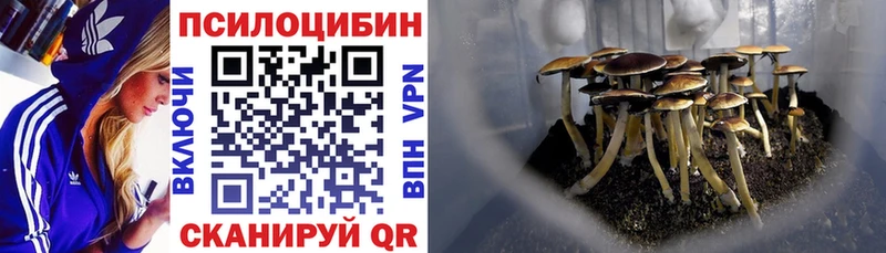Купить закладки  Кушва  Галлюциногенные грибы мицелий 